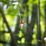 Half Day Koh Chang Jungle Trek for Families and Beginners - The Experience Itself: What to Expect