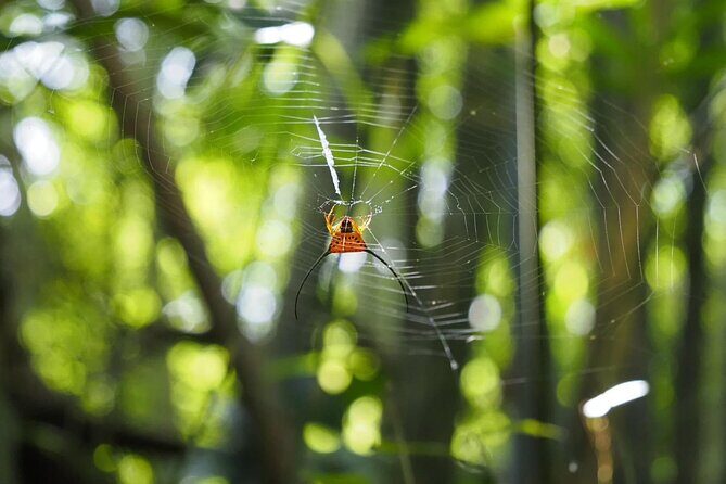 Half Day Koh Chang Jungle Trek for Families and Beginners - The Experience Itself: What to Expect