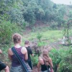 Half Day Morning Elephant Observation Tour in Chiang Mai - The Itinerary Breakdown