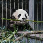 Half Day Private Chengdu Panda Center Layover Tour - Practical Details & Tips