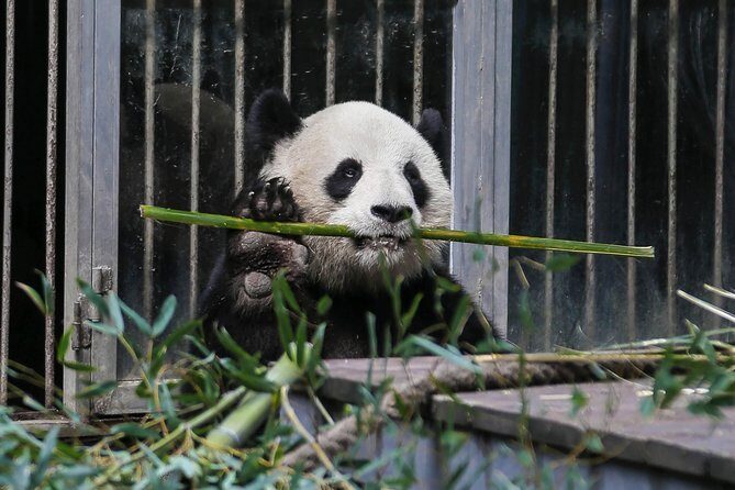 Half Day Private Chengdu Panda Center Layover Tour - Practical Details & Tips