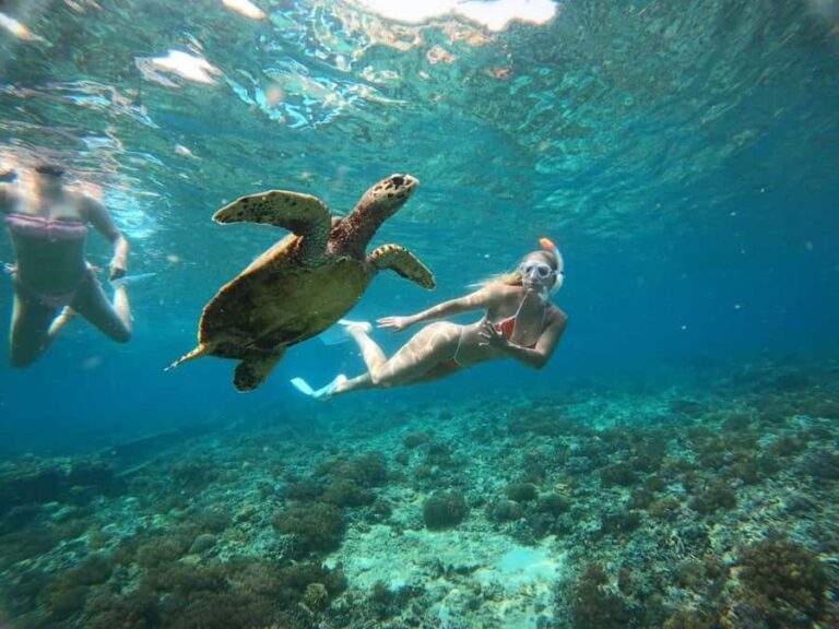 Half Day Private Snorkeling Swim With Turtles Free Gopro - Why This Tour Offers Great Value