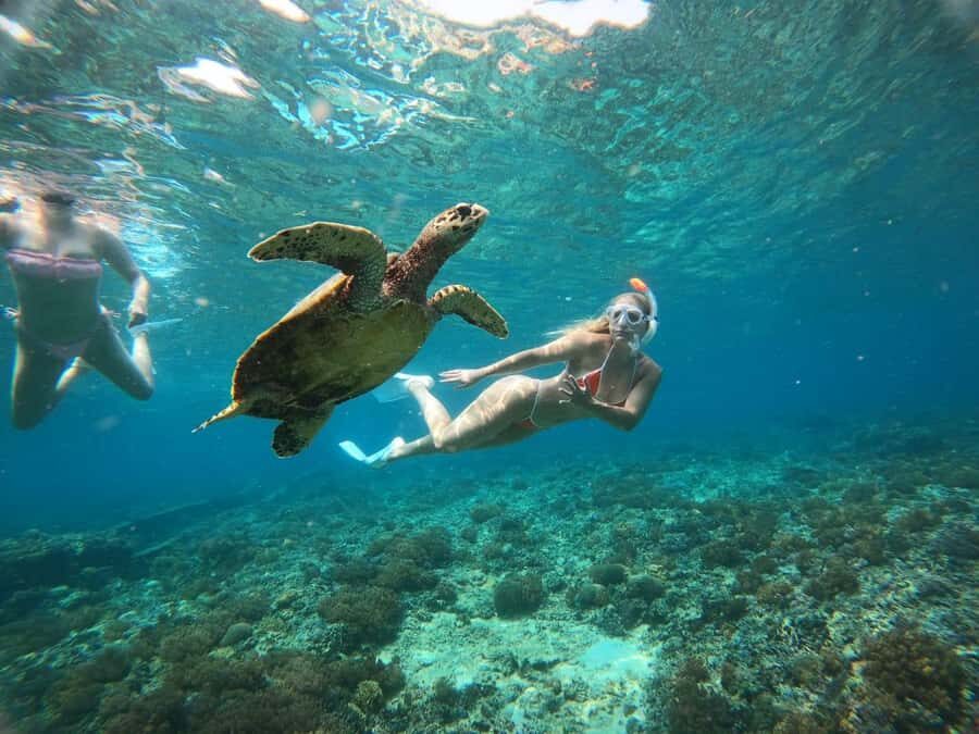 Half Day Private Snorkeling Swim With Turtles Free Gopro - Why This Tour Offers Great Value