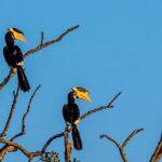 Half Day Safari at Bundala National Park - Practical Details and Considerations