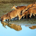 Half Day Safari at Yala National Park From Yala / Tissamaharama - Who Is This Tour Best For?