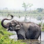 Half Day Sharing Jeep Safari in Chitwan National Park - The Itinerary: What to Expect from Each Stop