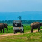 Half Day Udawalawe National Park Safari (Entrance + Lunch) - Who Should Consider This Tour?