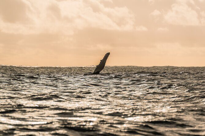 Half day whale watching | Without launch - An Honest Look at the Whale Watching Tour
