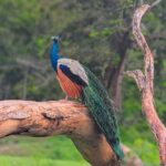Hambantota: All Inclusive Yala National Park Block 1 Safari - What Sets This Tour Apart?
