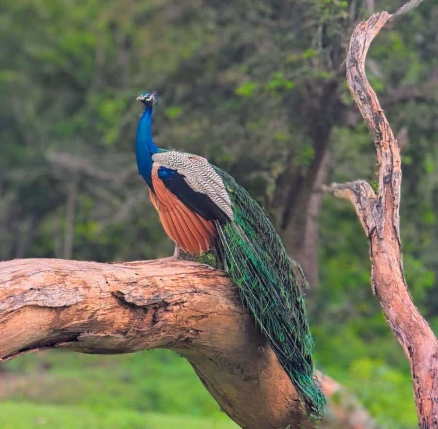 Hambantota: All Inclusive Yala National Park Block 1 Safari - What Sets This Tour Apart?