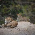 Hambantota Port Cruise: Yala Safari (Shore Excursion) - Why This Tour Stands Out