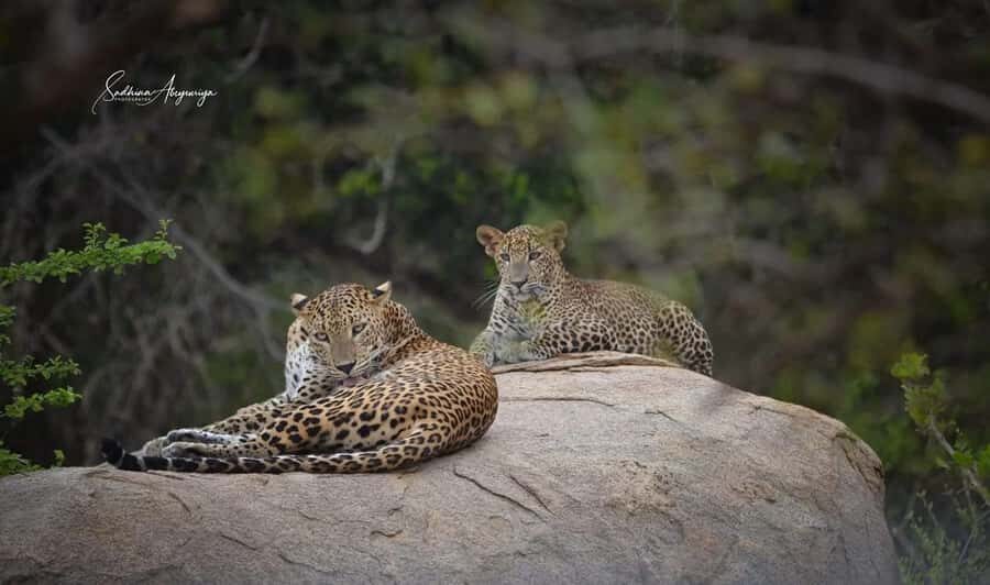 Hambantota Port Cruise: Yala Safari (Shore Excursion) - Why This Tour Stands Out