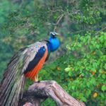 Hambantota Port: Yala Block 6 Safari, Village Tour & Lunch - How Does This Tour Compare to Other Yala Safaris?