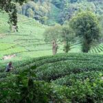 Hangzhou Iconic Group Day Tour - Practical Details and Tips