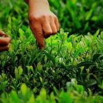 Hangzhou Longjing Tea Culture Immersive Experience Tour - A detailed look at what you can expect