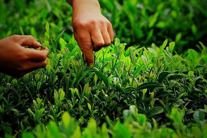 Hangzhou Longjing Tea Culture Immersive Experience Tour - A detailed look at what you can expect