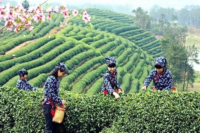 Hangzhou Nature and Garden Private Day Tour with Tea Village and Lunch - Practical Details: What You Need to Know