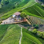 Hangzhou Tea Tour: Villages, Lakes & Whisked Tea Experience - Practical Details and Why They Matter
