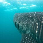Hanifaru Bay Snorkeling with Whale sharks & Mana Rays - The Value of the Tour