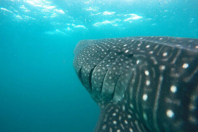 Hanifaru Bay Snorkeling with Whale sharks & Mana Rays - The Value of the Tour