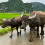 Hanoi: Explore Ninh Binhs Stunning Beauty Motorbike Day Trip - Detailed Breakdown of the Itinerary