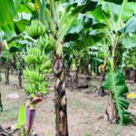 Hanoi Jeep Tour: History, Culture, Sight & Train St. by Army Jeep - What Sets This Tour Apart