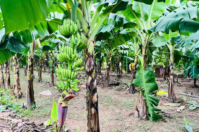 Hanoi Jeep Tour: History, Culture, Sight & Train St. by Army Jeep - What Sets This Tour Apart