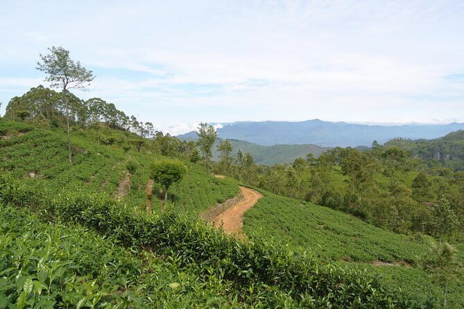 Haputale Tea Estate Walking Tour From Ella - Why This Tour Works for Different Travelers