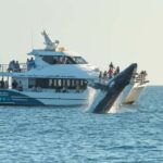 Hervey Bay: Pre-season Whale and Dolphin Watching Cruise - What to Expect and Why It Matters