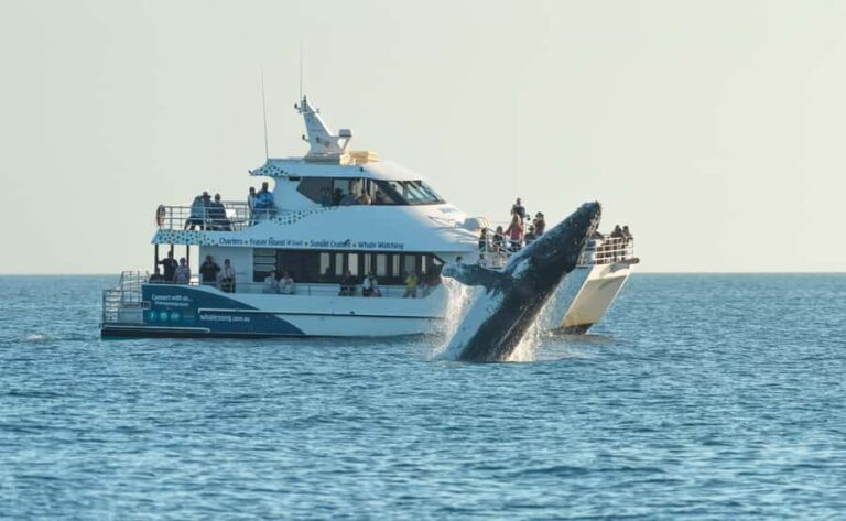 Hervey Bay: Pre-season Whale and Dolphin Watching Cruise - What to Expect and Why It Matters