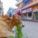 Highlights of Jaipur : Private Sightseeing tour - The Experience of a Guided Tour