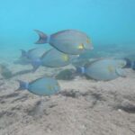 Hikkaduwa: Amazing Snorkeling with Coral, Fish & Turtles - The Logistics and the Experience