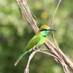 Hikkaduwa/ Galle/ Mirissa : With Udawalawe safari - Day trip - Transport and Comfort: Why It Matters