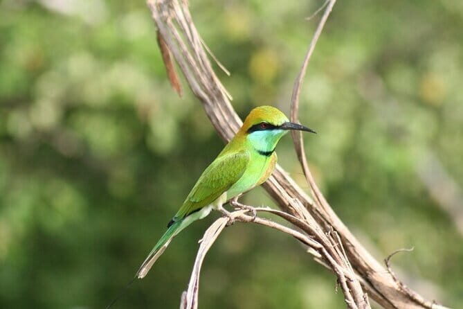 Hikkaduwa/ Galle/ Mirissa : With Udawalawe safari - Day trip - Transport and Comfort: Why It Matters