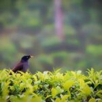 Hill Station Tour from Coimbatore to Valparai - 2 days - Transportation and Practical Details