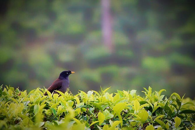 Hill Station Tour from Coimbatore to Valparai - 2 days - Transportation and Practical Details