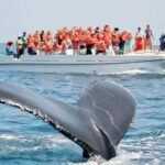 Hiriketiya: Mirissa Beach & Whale Watching Day Trip - Analyzing the Experience: What You Can Expect