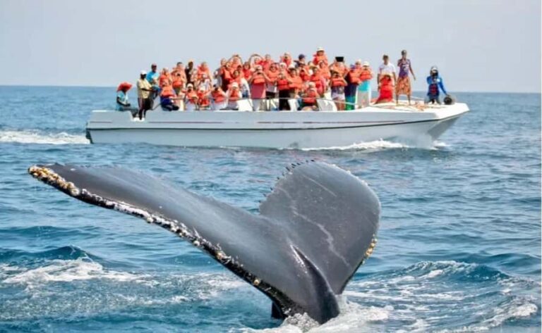 Hiriketiya: Mirissa Beach & Whale Watching Day Trip - Analyzing the Experience: What You Can Expect