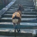 Hiroshima and Miyajima 6.5h Private English Tour - Final Thoughts: Is This Tour Right for You?