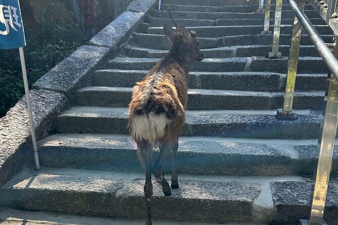 Hiroshima and Miyajima 6.5h Private English Tour - Final Thoughts: Is This Tour Right for You?