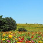 Hitachi Seaside Park and Mito Highlights Tour - FAQ