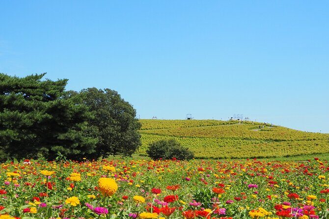 Hitachi Seaside Park and Mito Highlights Tour - FAQ