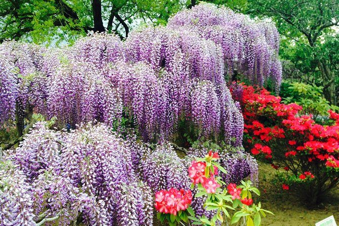 Hitachi Seaside Park & Ashikaga Flower Park from Tokyo - Frequently Asked Questions
