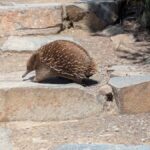Hobart: Cape Hauy Hike - Exploring the Itinerary in Detail