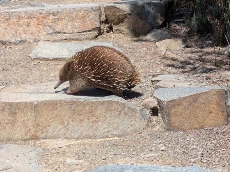 Hobart: Cape Hauy Hike - Exploring the Itinerary in Detail