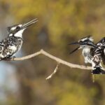 Hoi An Birding Cruise - Final Thoughts