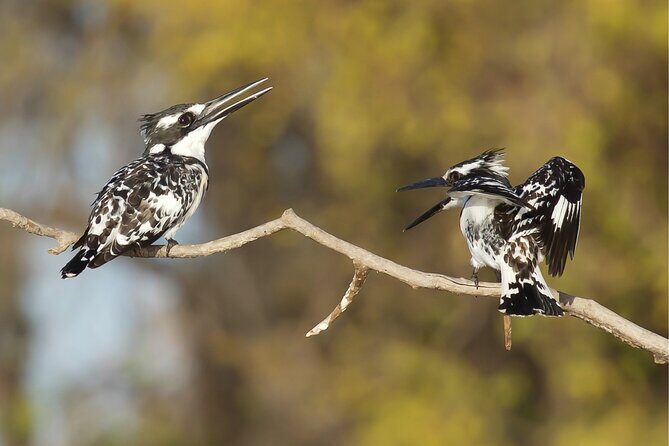 Hoi An Birding Cruise - Final Thoughts