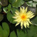 Hoi An countryside adventure by Jeep - Transportation, Pricing, and Overall Value