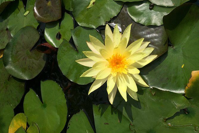 Hoi An countryside adventure by Jeep - Transportation, Pricing, and Overall Value