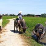 Hoi An Eco Tour Market, Farming, Cooking Class with Foot Massage - What Makes This Tour Worth It?